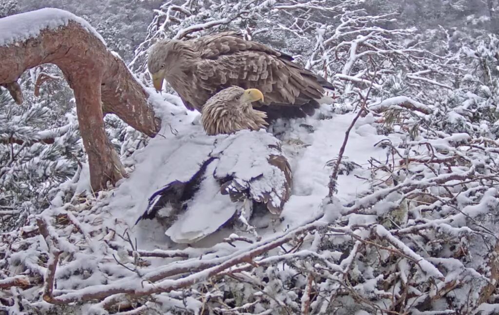 A female white-tailed eagle brooding two eggs whilst the male stands over her.