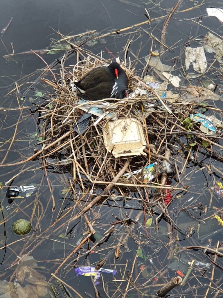 The moorhen sits with the chick