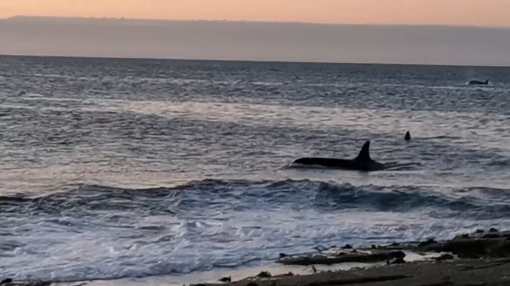 Orca swimming in sunset