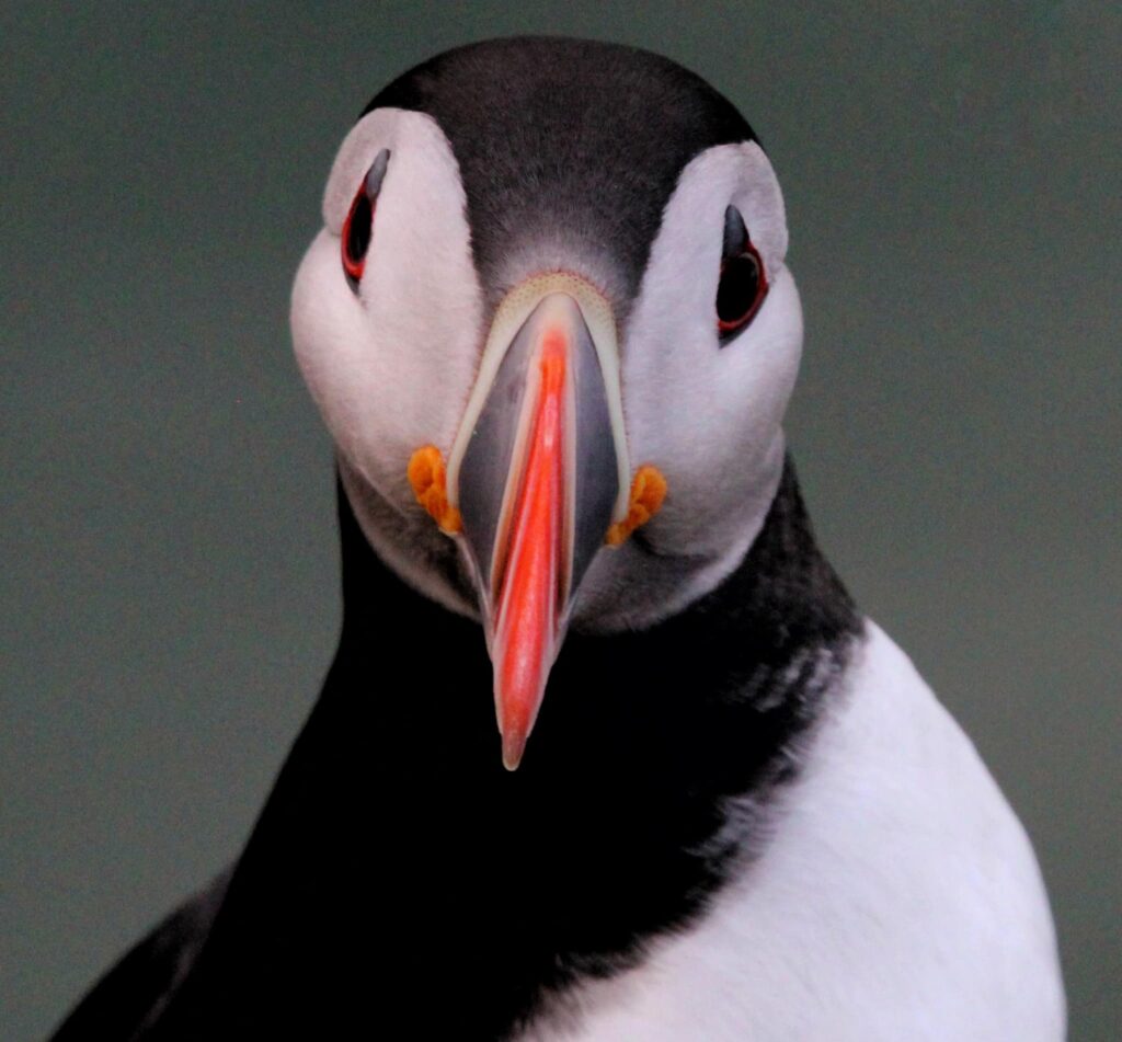 Alana took this picture of the puffin