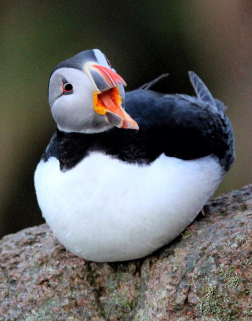 Puffin was caught calling