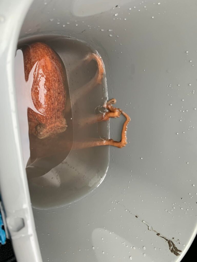 The octopus was kept alive in a bucket filled with sea water