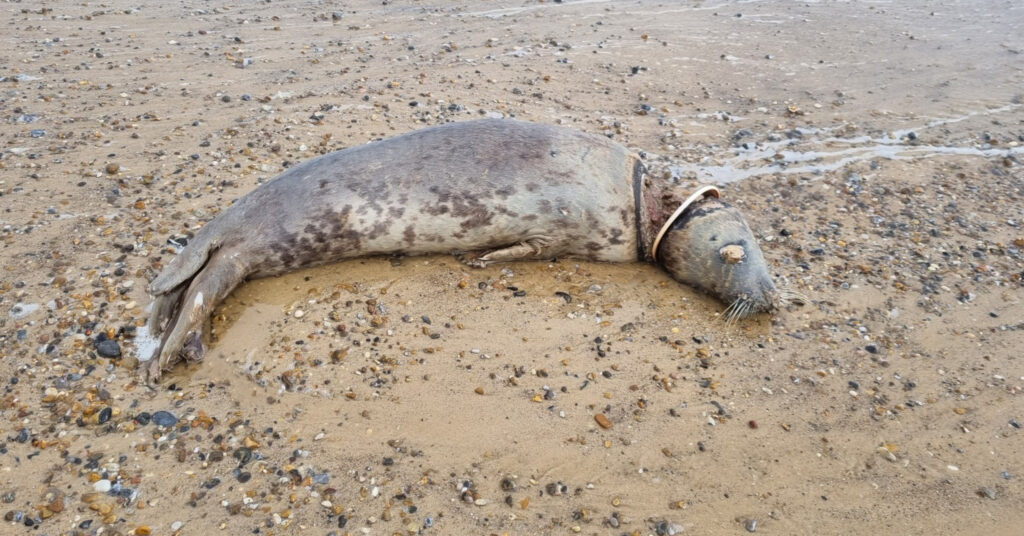 The dead seal lying on the beach with the ring around its neck.