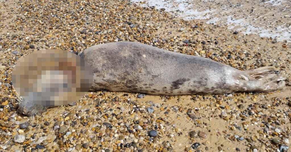 Dead seal lying on beach with frisbee stuck around neck.