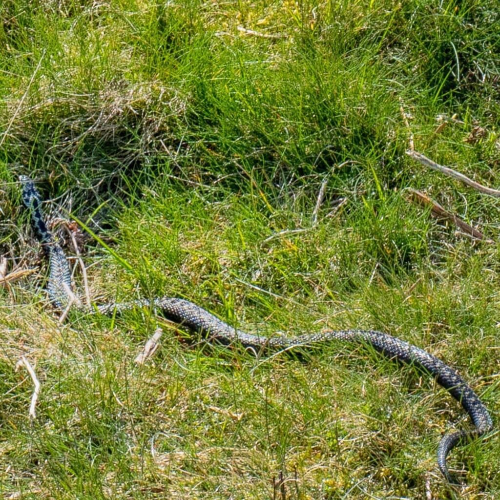The four foot long adder in the grass.
