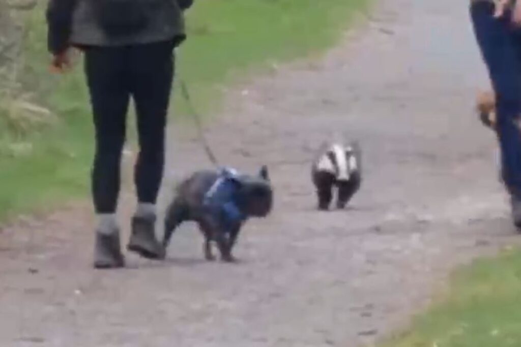 Badger pursues the dogs