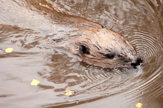 beaver swimming. Photo by Lorne Gill.