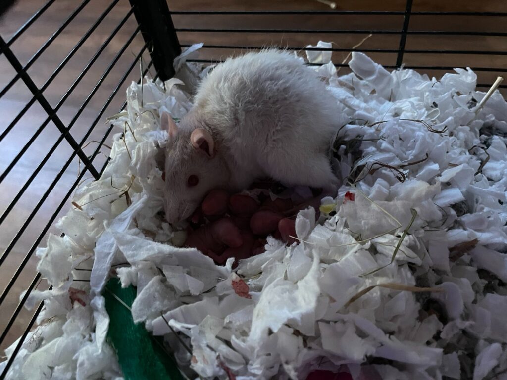 Dolly the rat with her babies yesterday morning.