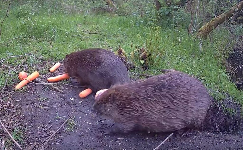 A screenshot of the beavers from the wildlife camera.