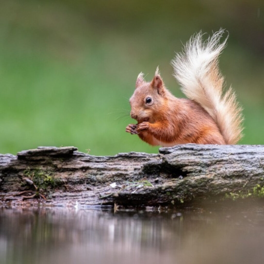 Red squirrel sitting on a log.