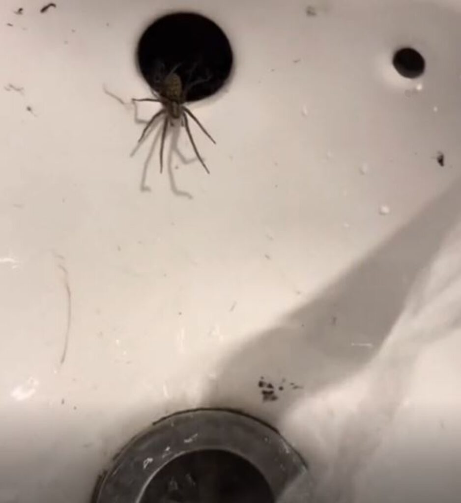 The spider pops out to say hello