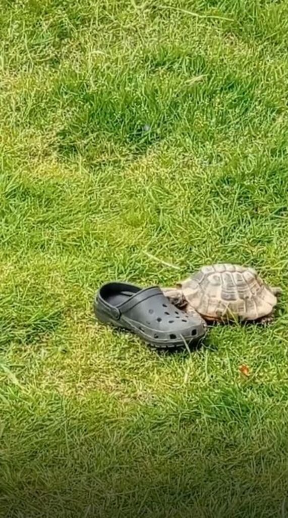 Tortoise with the croc
