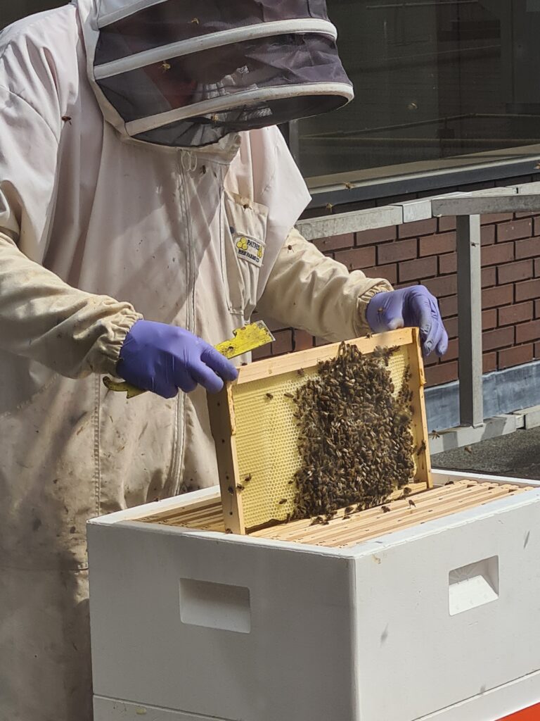 A beekeeper tending to one of the beehives.