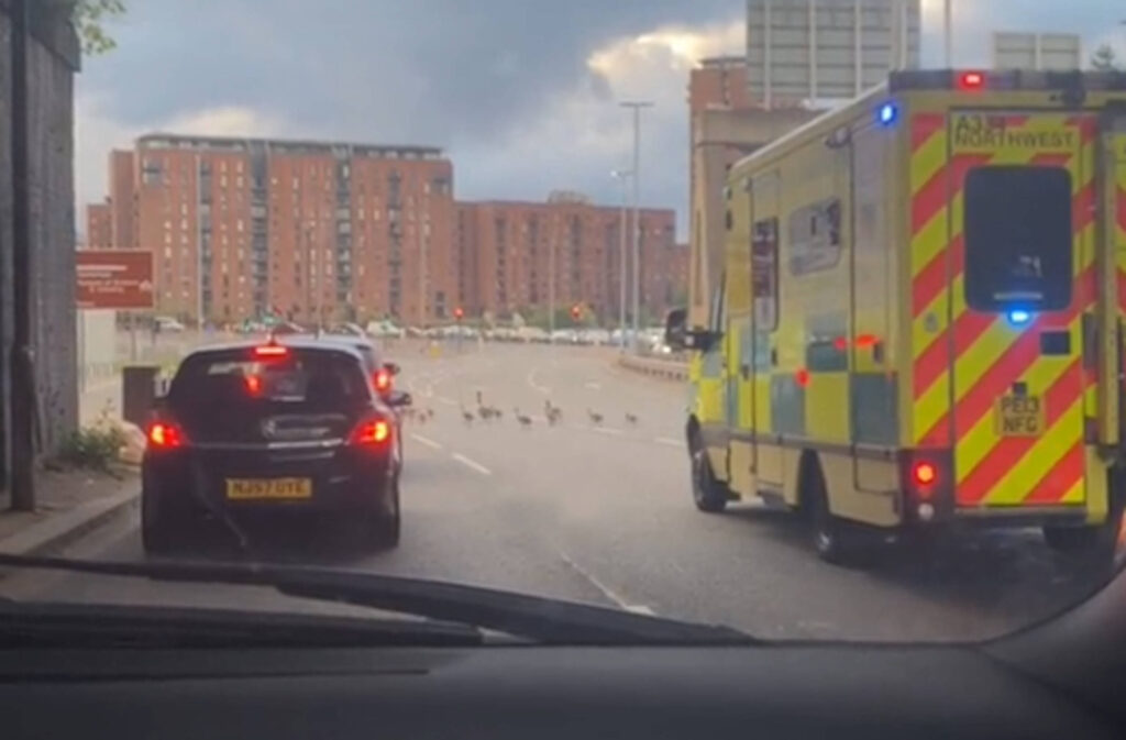 Ambulance waiting for geese