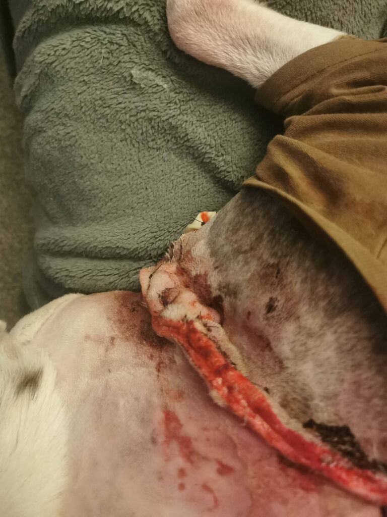 Out of control Akita rips out chuncks of flesh from dog's neck.