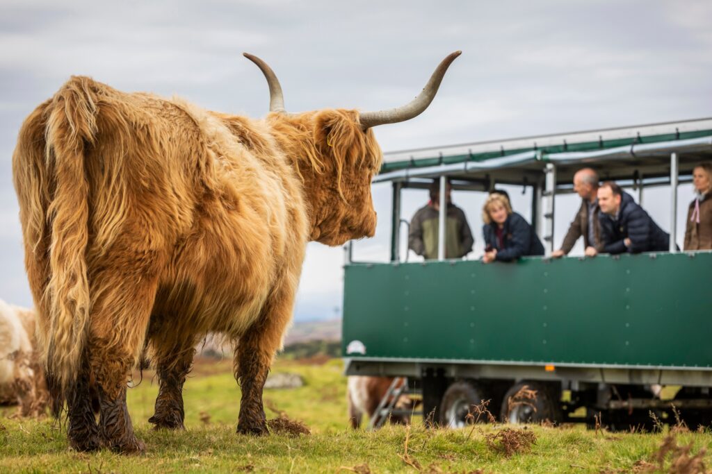 Highland cow with agritourism visitors looking on.