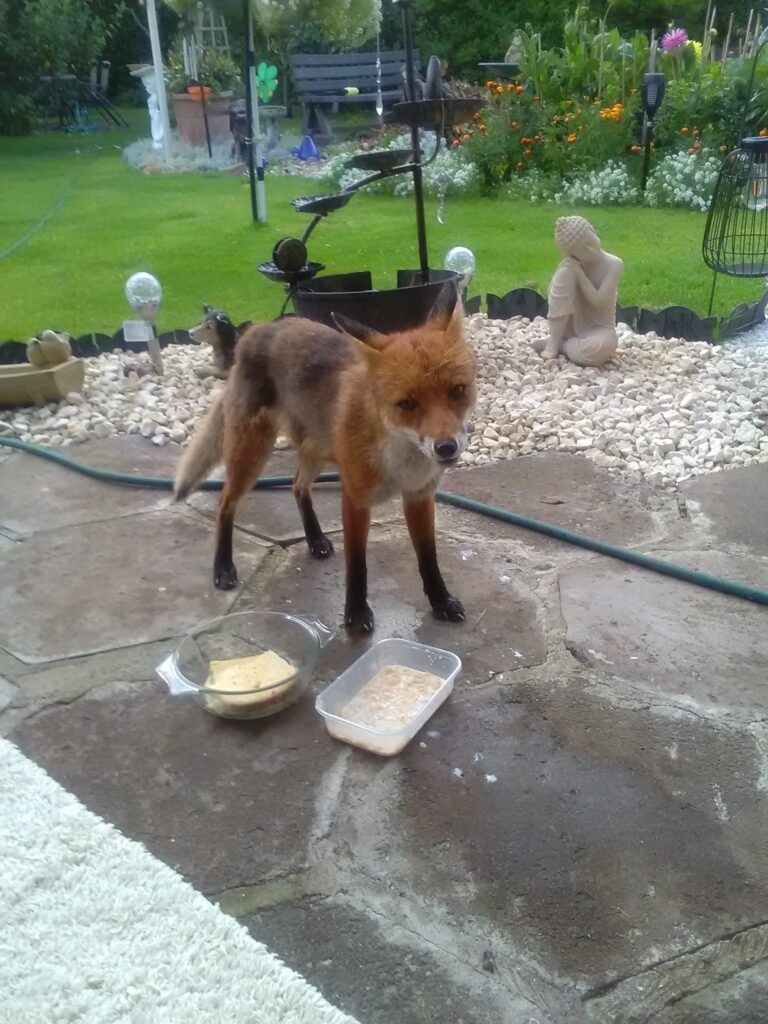 Cheeky the fox is fed two meals a day