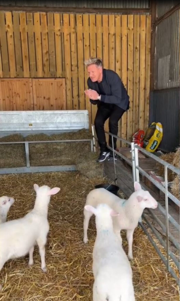 Gordon Ramsay with lambs