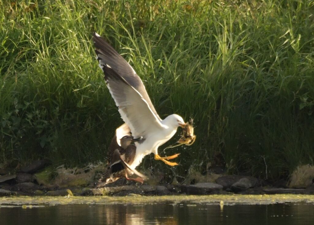 Gull attacking the duckling