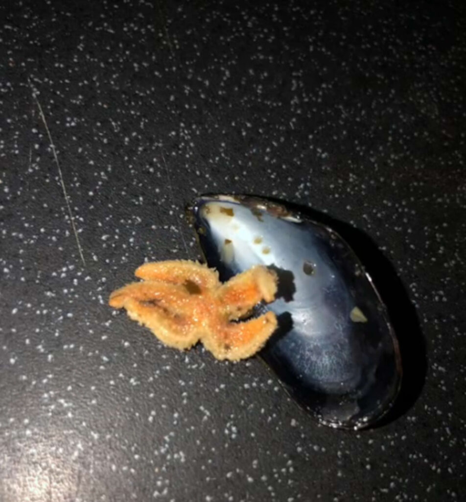 Starfish found in Aldi mussels