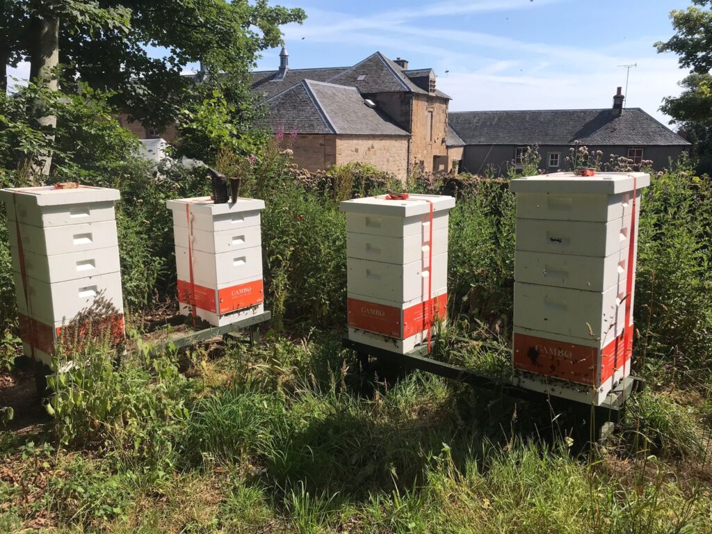 The four beehives at Cambo Gardens.