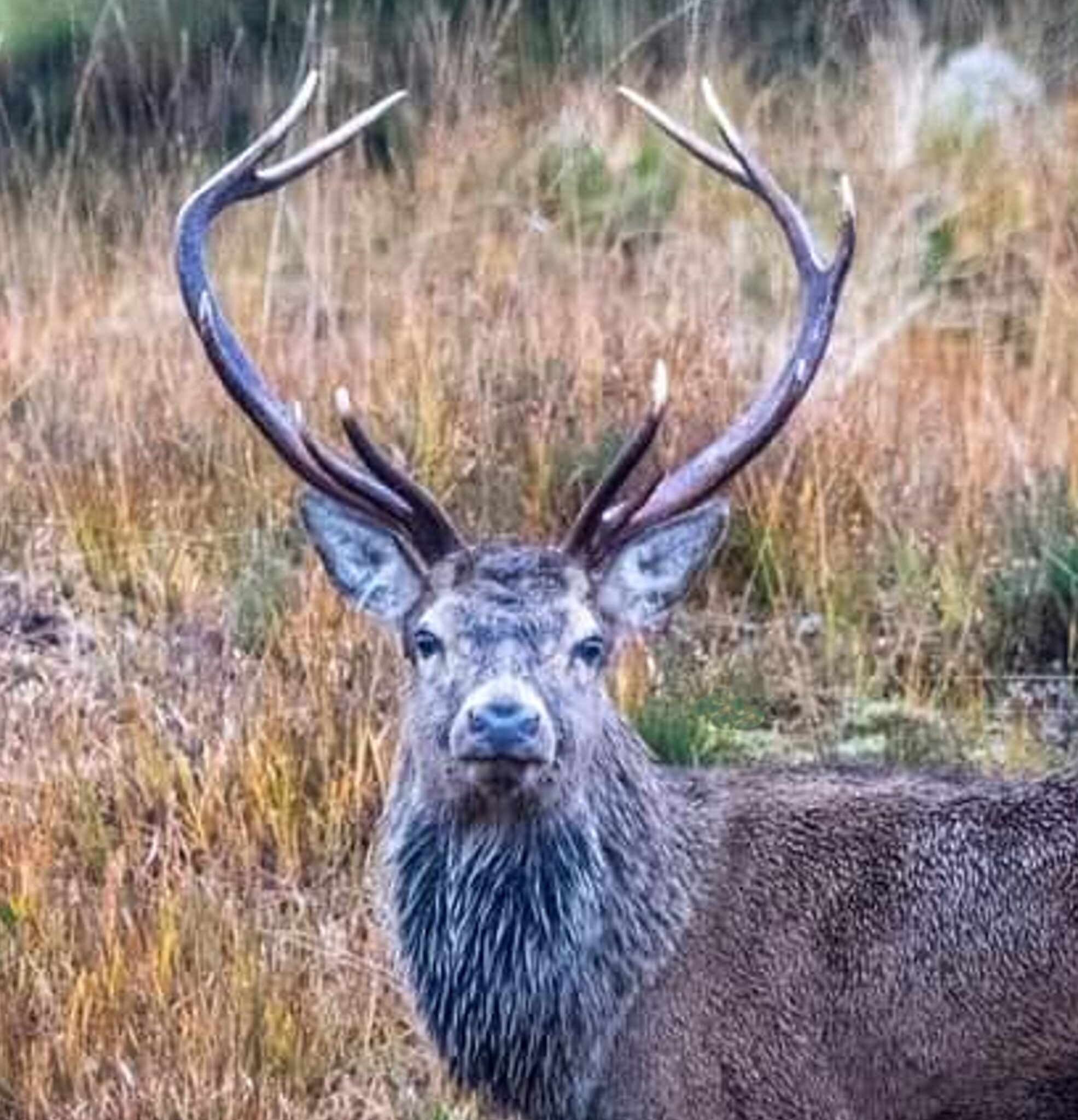 Stag stares at camera