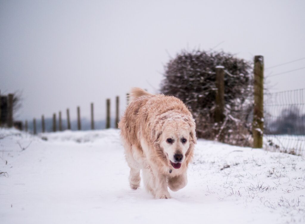 Dog walking down a countryside path in winter.
