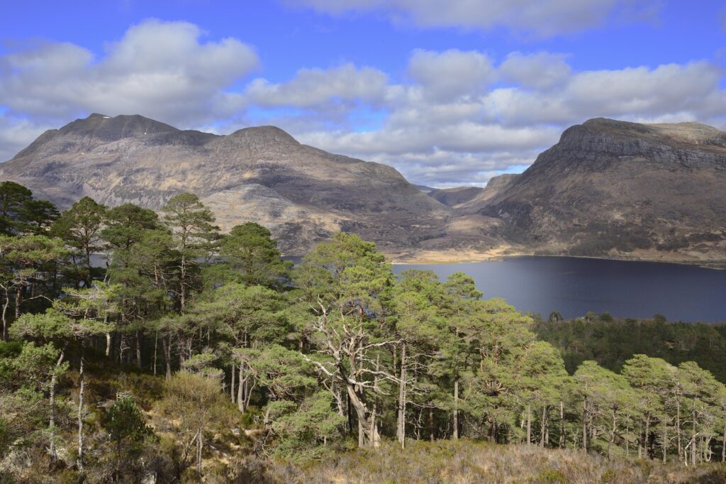 Scots pines in Beinn Eighe National nature reserve