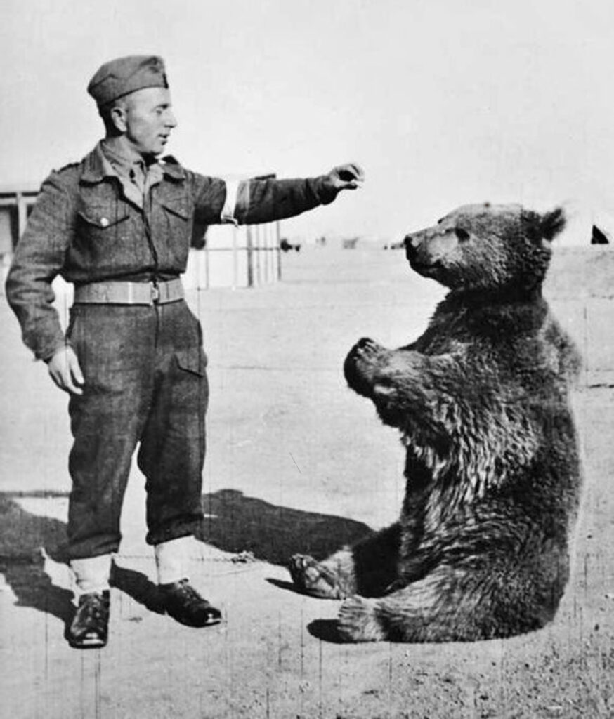 Polish solider playing with Wojtek the bear.