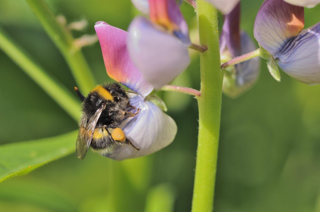A bumblebee gathering pollen and drinking nectar 
