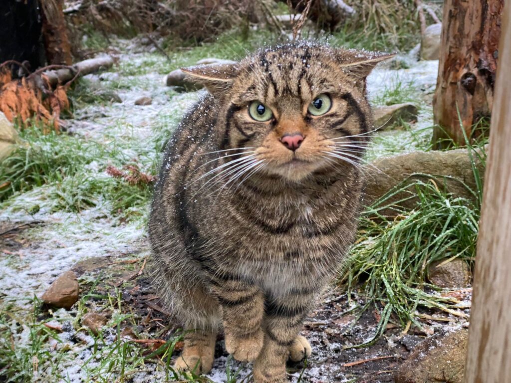 Scottish wildcat in the frost
