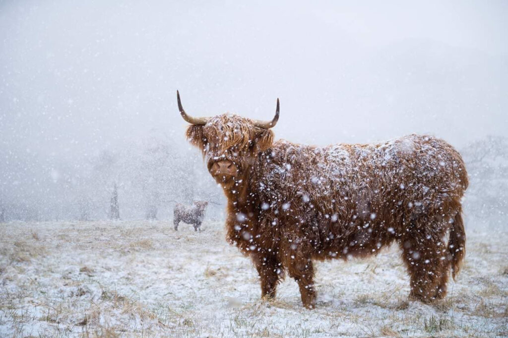 A Highland Cow in the snow.