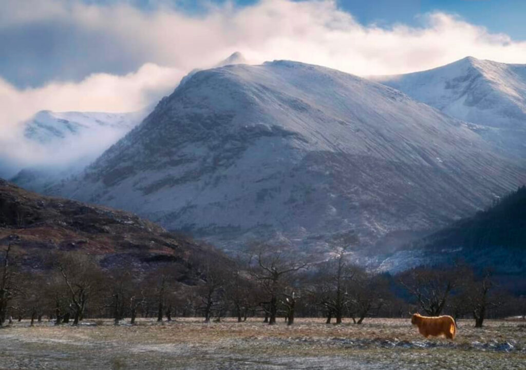 A Highland Cow by Glen Nevis.