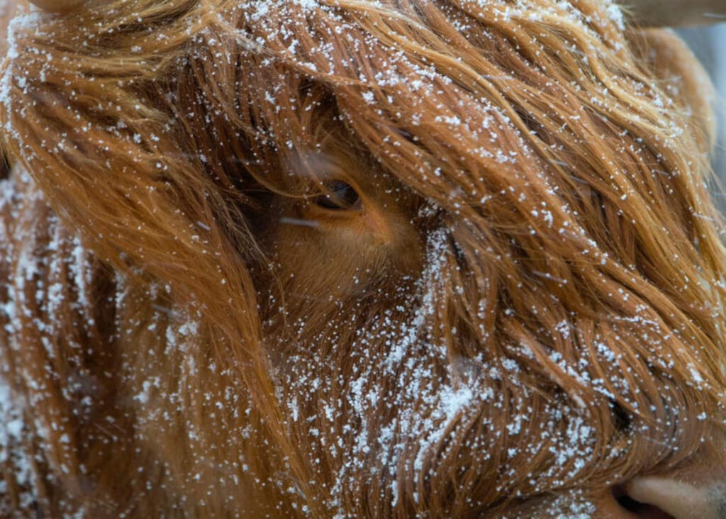 A Highland Cow covered in snow.