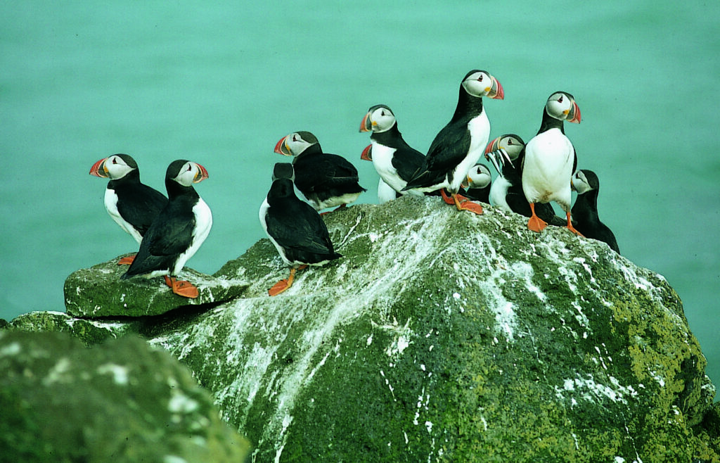 Puffins on a sea rock.