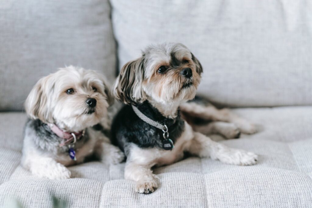 Two dogs sitting on a sofa