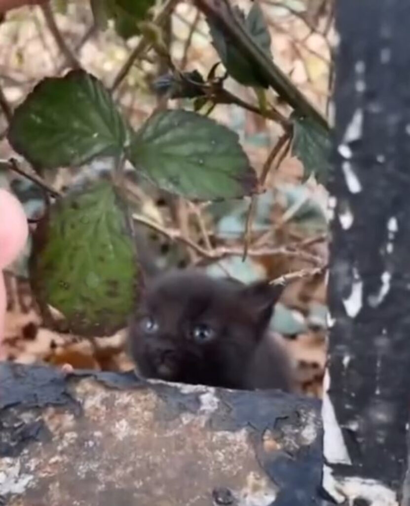 The little black kitten sat on a wall