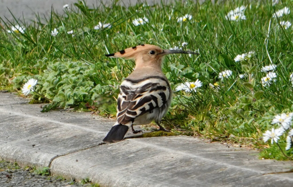 The Hoopoe with its crown down.
