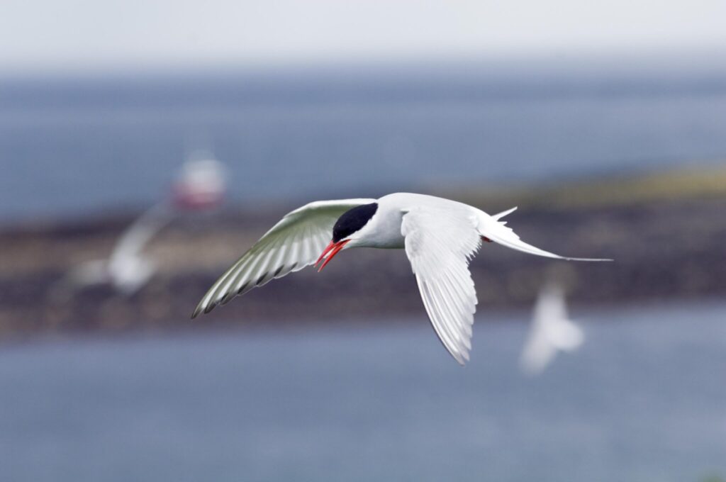 Arctic Tern in flight.