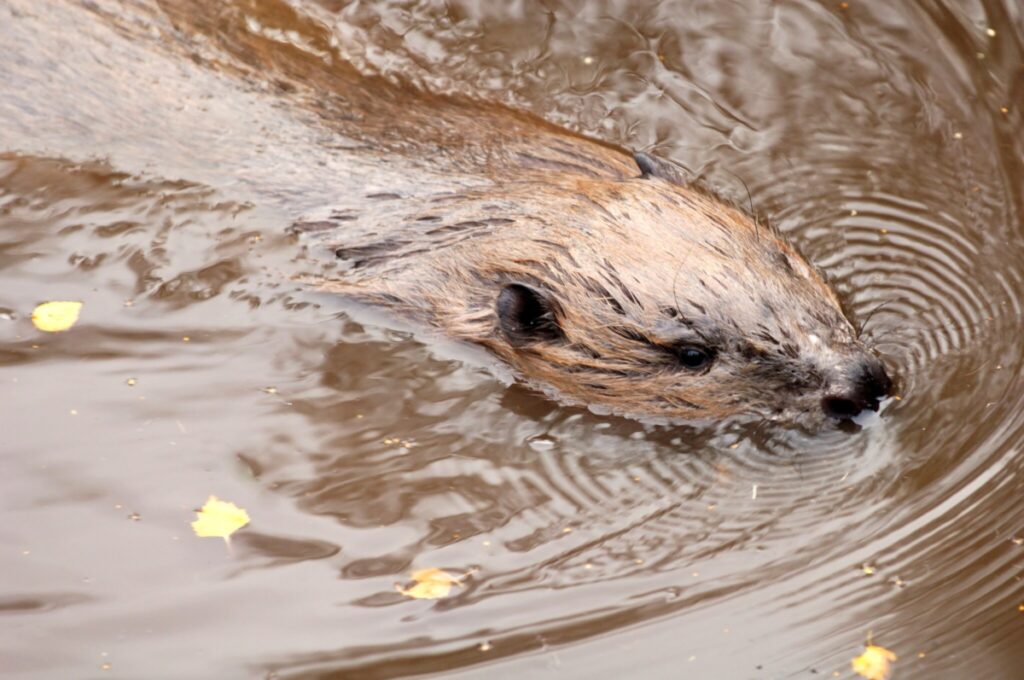 Beaver swimming with its head above the water