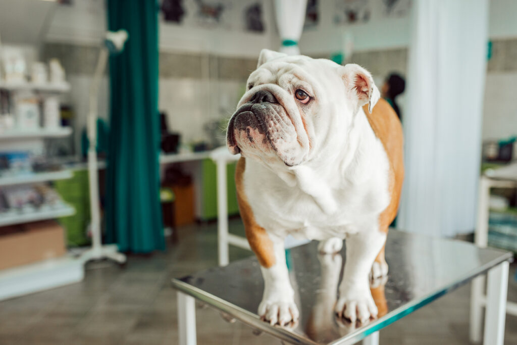 Bulldog standing on a table in a vet's office.