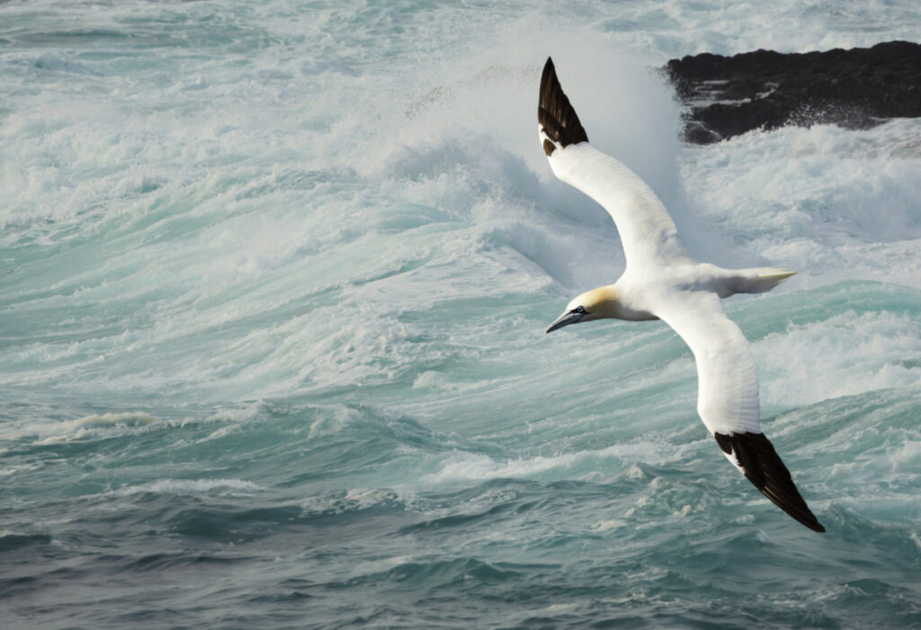 Northern gannet in flight against stormy waters