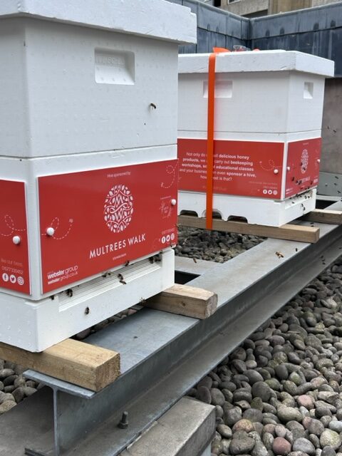 The new Webster Honey Beehives at Multrees Walk.