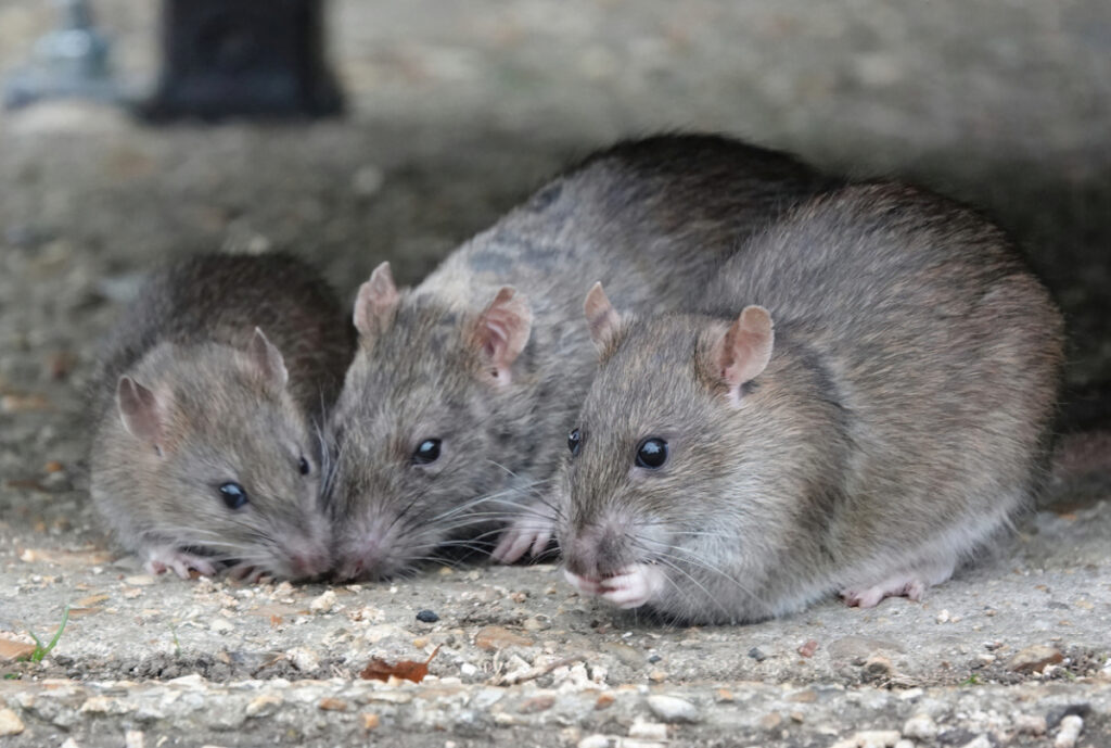 A small group of rats eating scraps of food in a park.