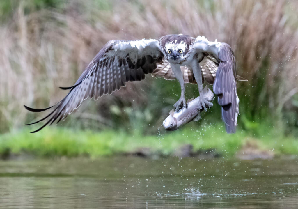 The osprey swoops on the fish