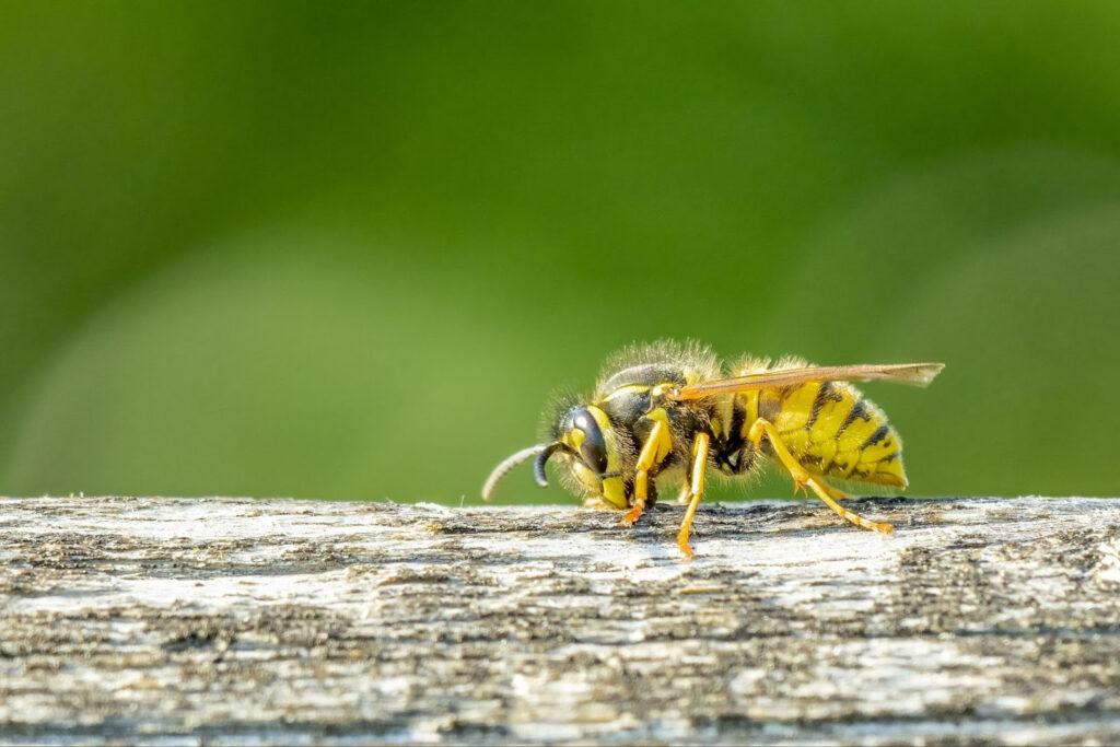 A wasp.