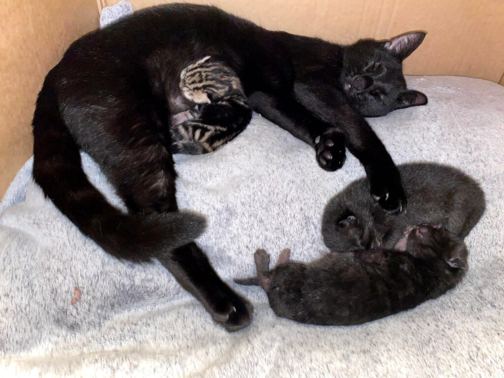 Spooky with her three kittens.