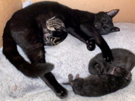 Spooky with her three kittens.
