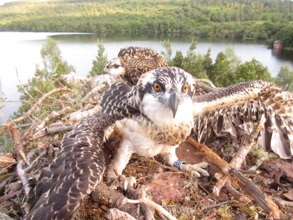 Two osprey birds in their nest. One is facing the camera with its wings partially spread