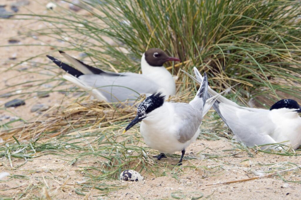 Sandwich Tern and Black headed Gulls with egg